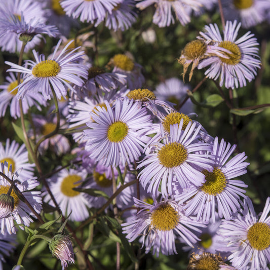 Vergerette Quakeress - Erigeron - Bakker