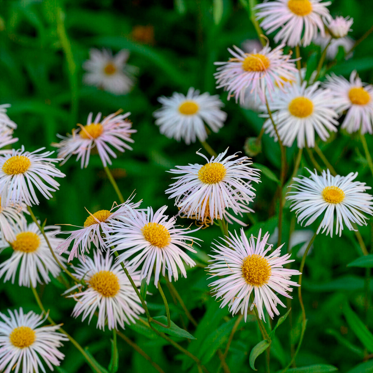 Erigeron Sommerneuschnee - Vergerette Sommerneuschnee - Erigeron - Erigeron