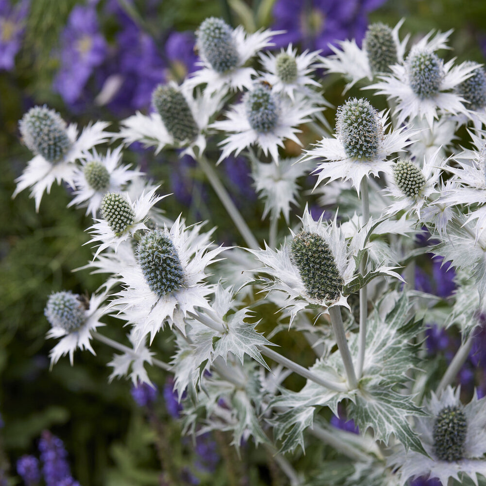 Eryngium giganteum - Panicaut géant - Panicaut
