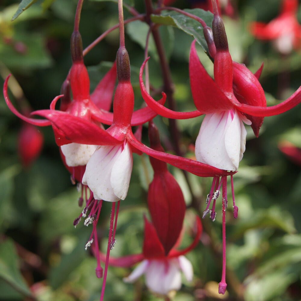 Vente Fuchsia Mme Cornelissen - Fuchsia Madame Cornelissen
