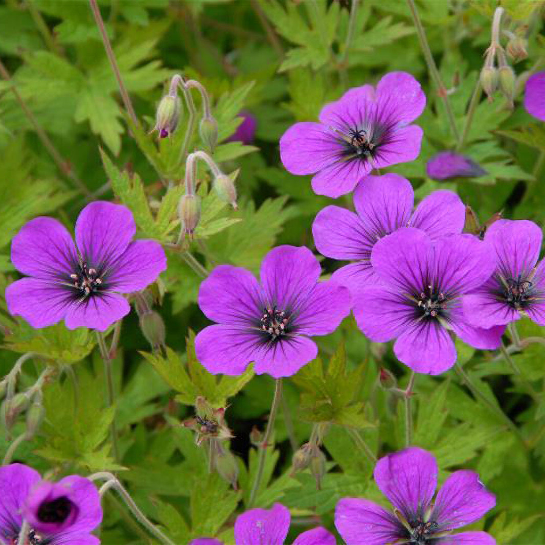 Géranium vivace Ann Folkard - Bakker