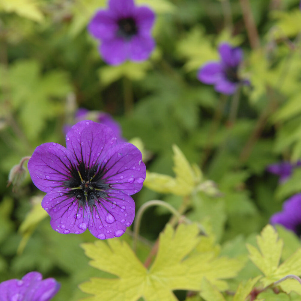 Géranium vivace Ann Folkard - Geranium Ann Folkard - Bakker