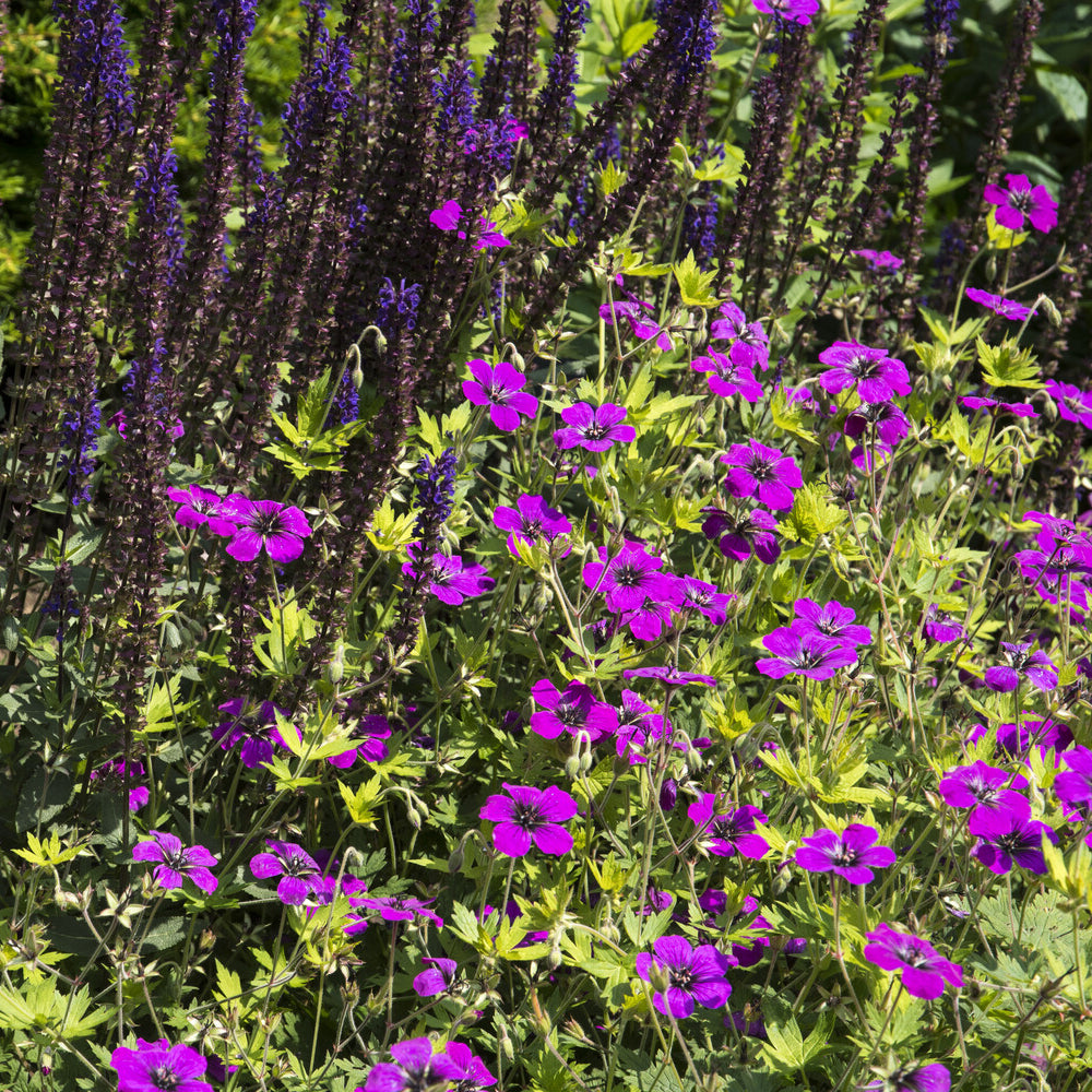 Geranium Anne Thomson - Géranium vivace Anne Thomson - Géraniums