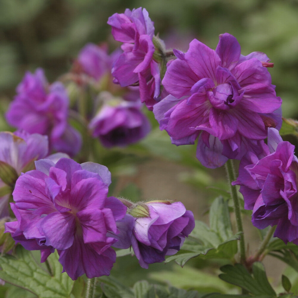 Géranium vivace de l'Himalaya - Geranium himalayense Plenum - Bakker