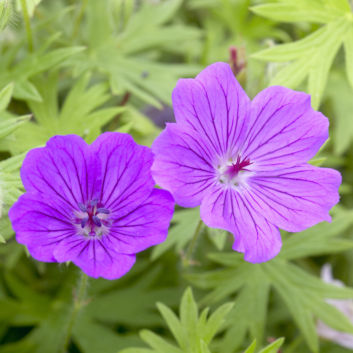 Geranium Tiny Monster - Géranium vivace Tiny Monster - Géraniums