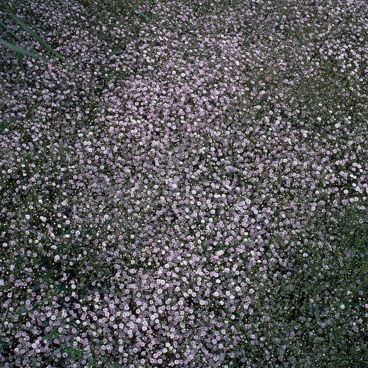 Gypsophile Rosenschleier - Gypsophila paniculata Rosenschleier - Bakker