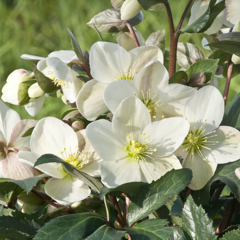 Hellébore Emma - Helleborus x nigercors Emma - Bakker