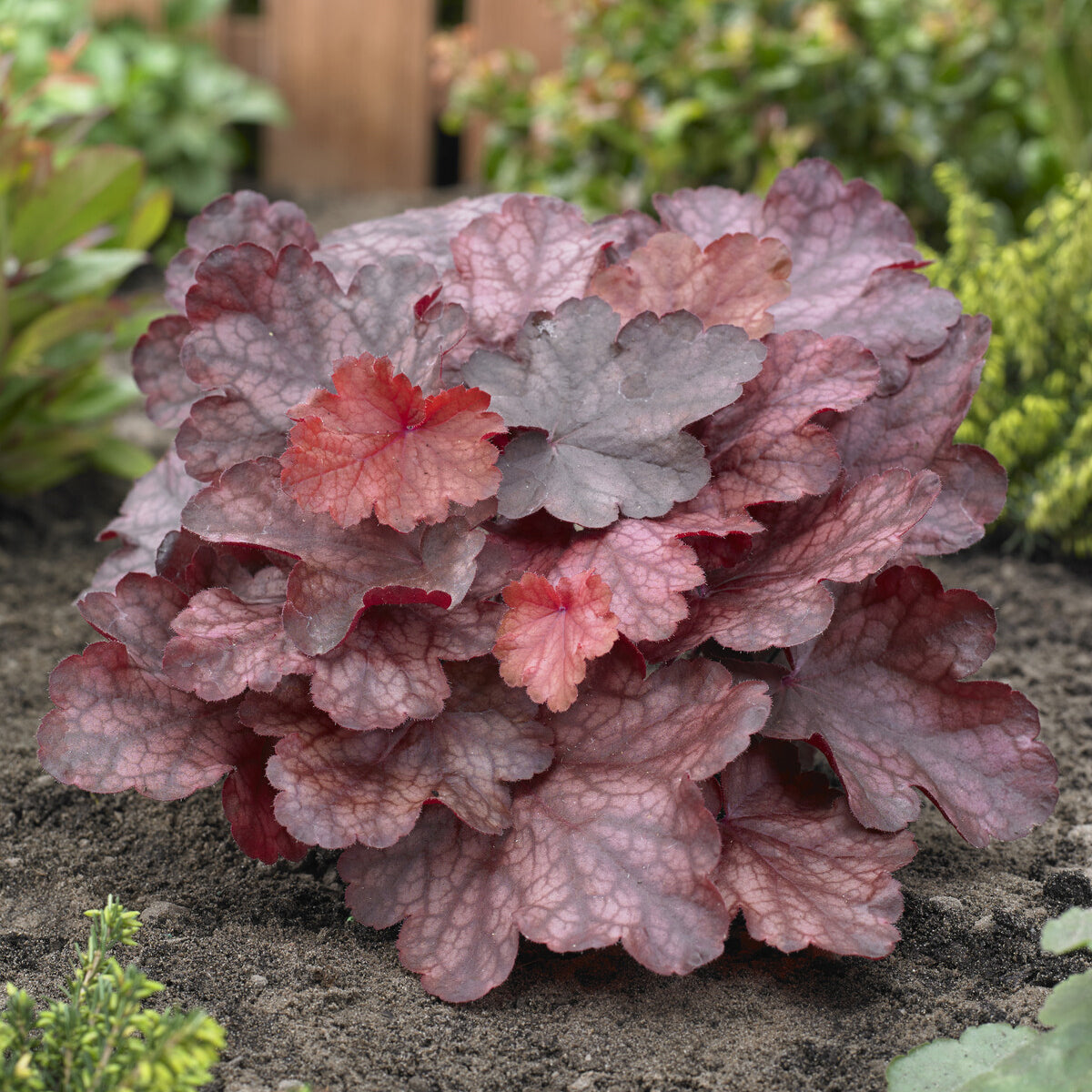 Heuchère Fire Chief - Heuchera Fire Chief - Bakker