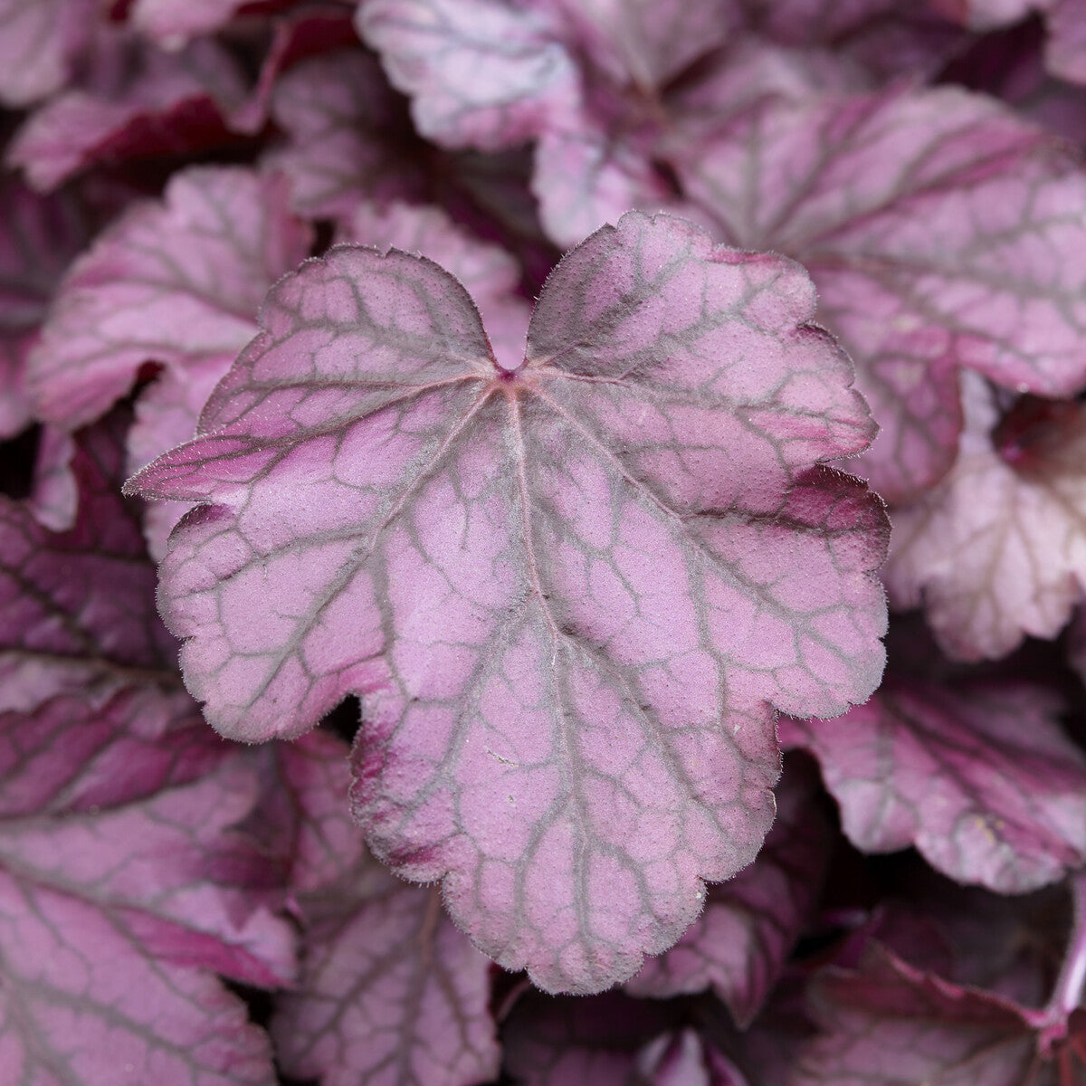 Heuchère - Heuchère Wild Rose - Heuchera Wild Rose