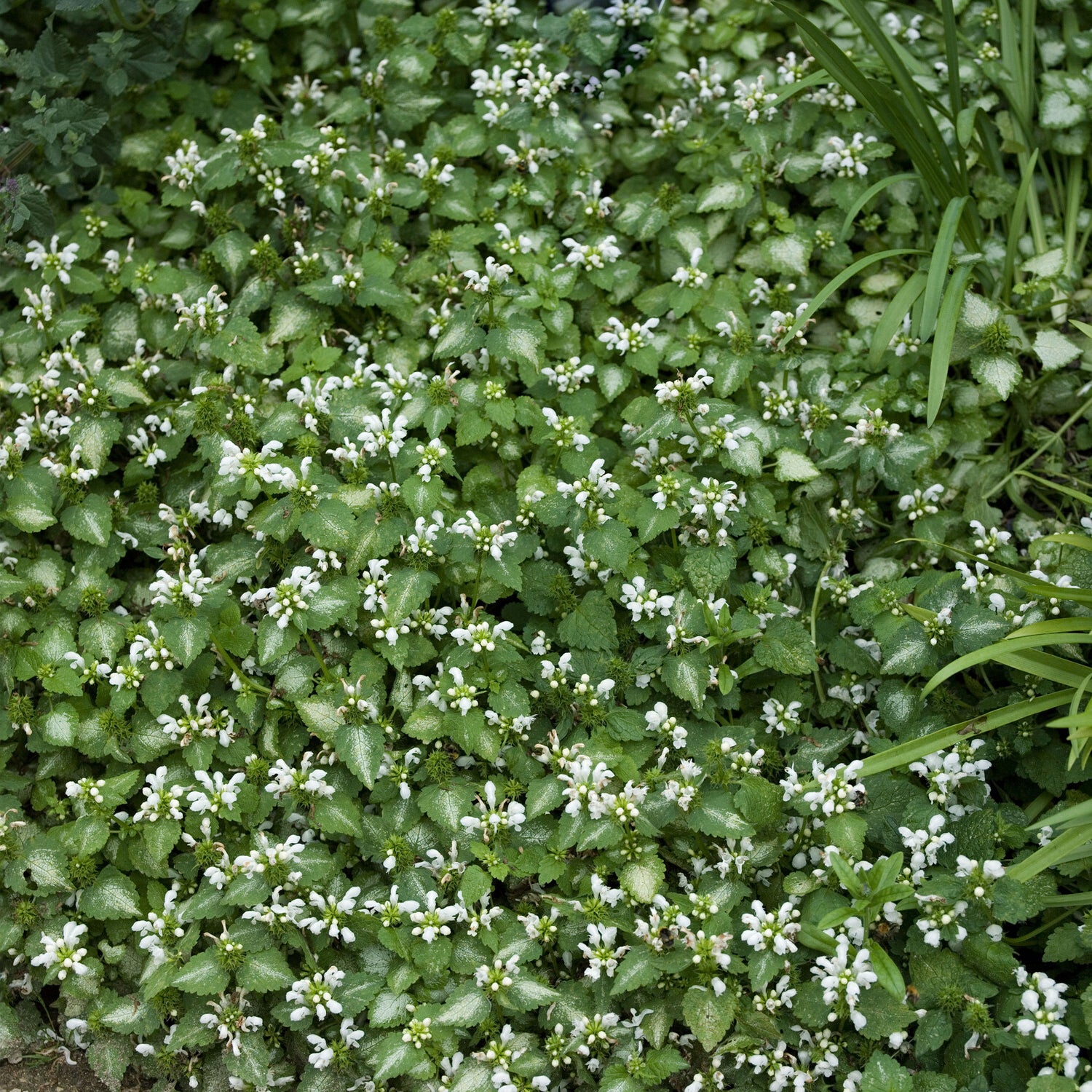 Lamier maculé Album - Bakker