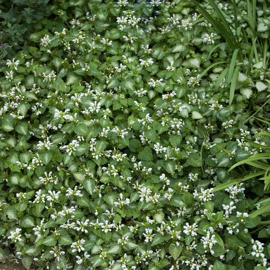 Lamier maculé Album - Bakker