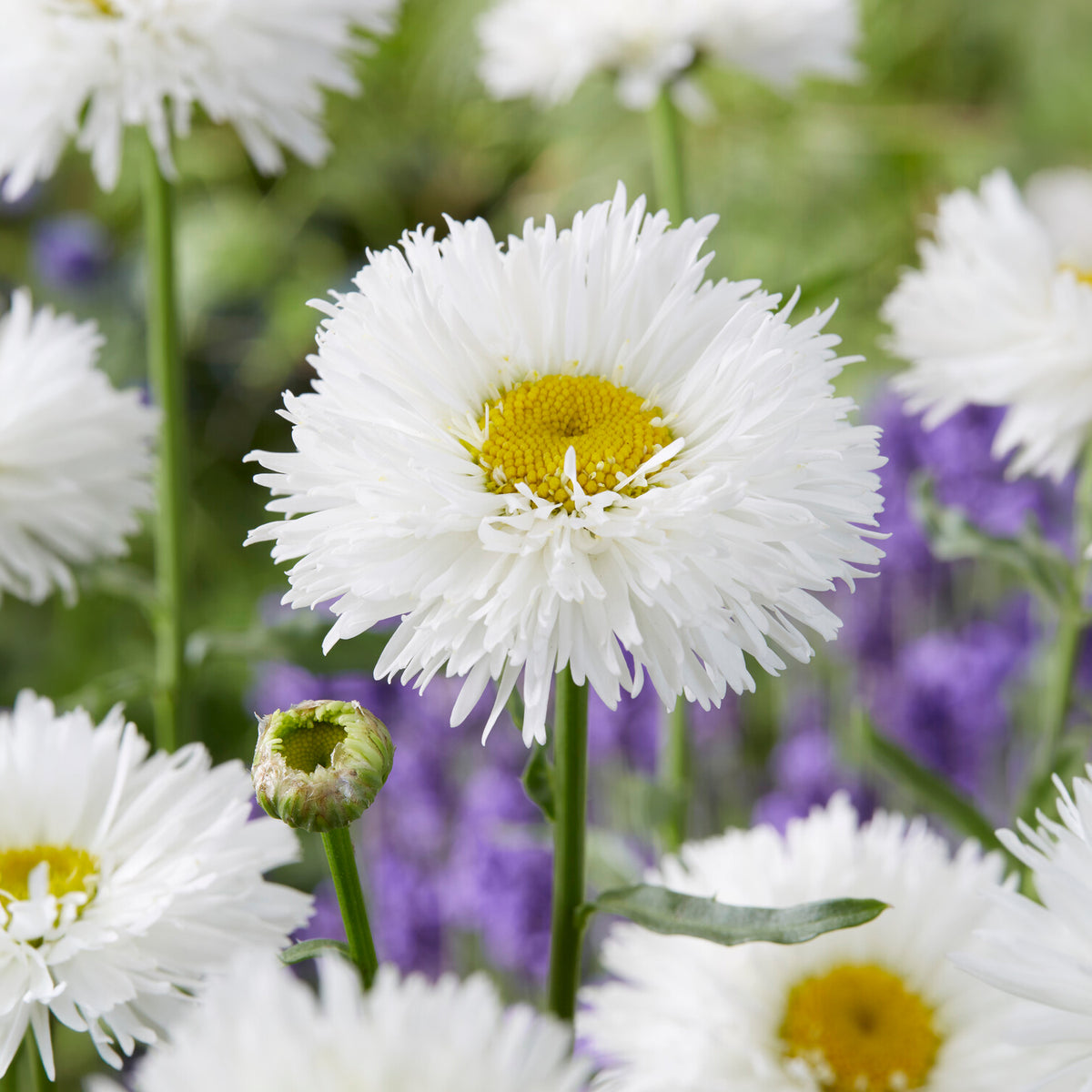 Marguerite d'été Laspider - Leucanthemum superbum laspider - Bakker