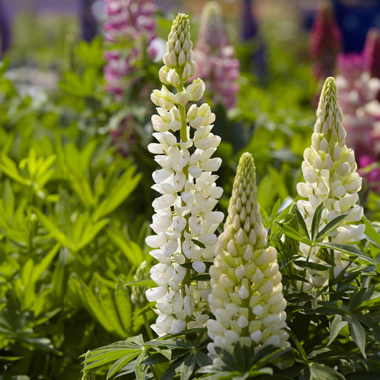 Lupin Gallery White - Bakker