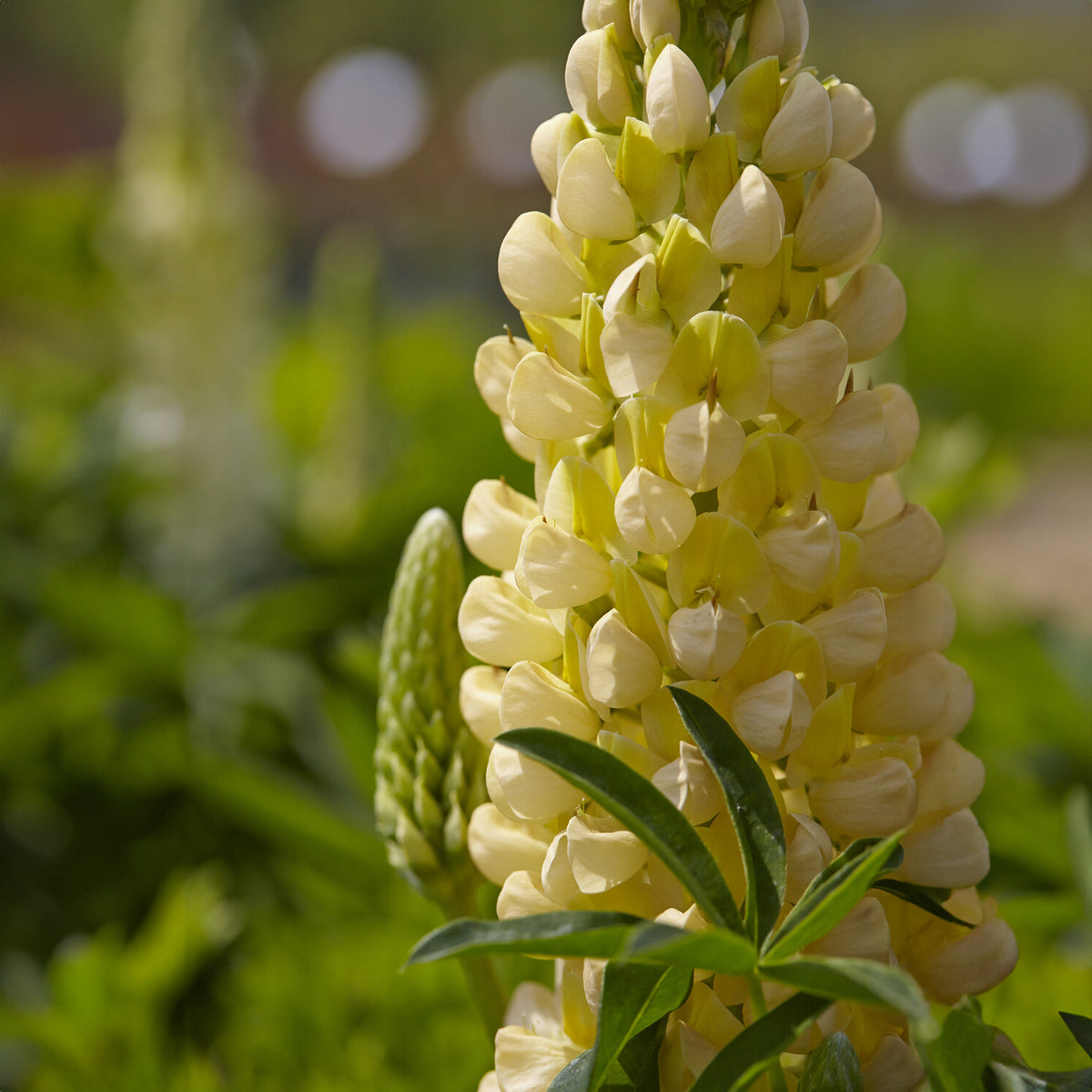 Lupinus Gallery Yellow - Lupin Gallery Yellow - Lupin