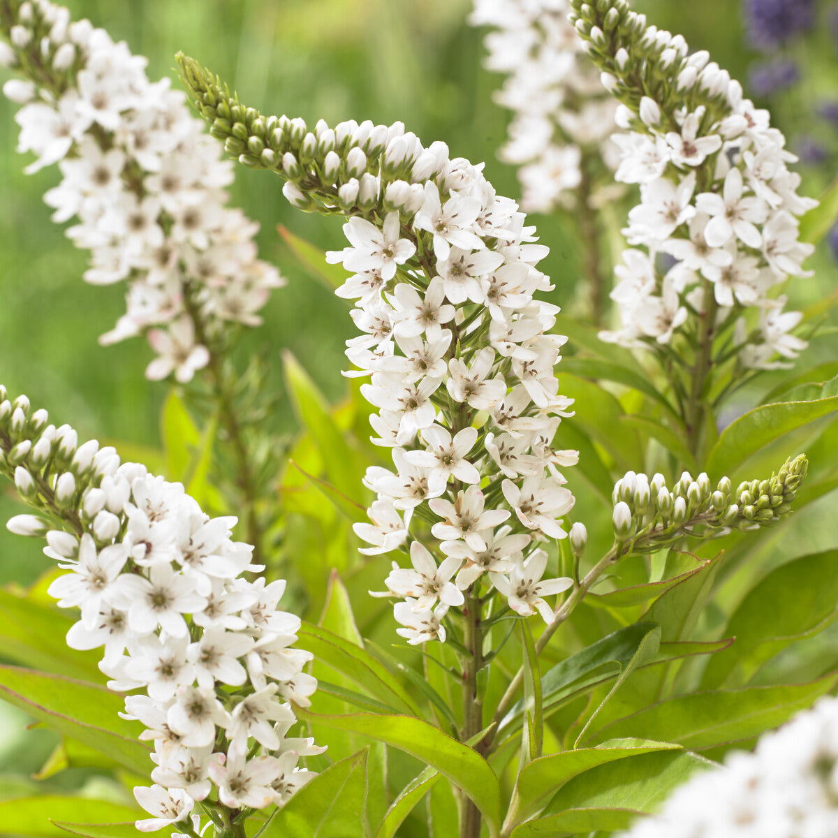 Lysimachia clethroides - Lysimaque de Chine - Plantes vivaces