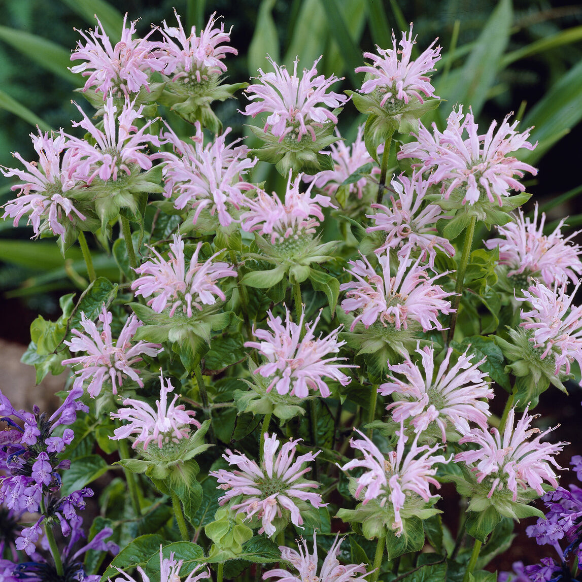 Monarde Fishes - Bakker