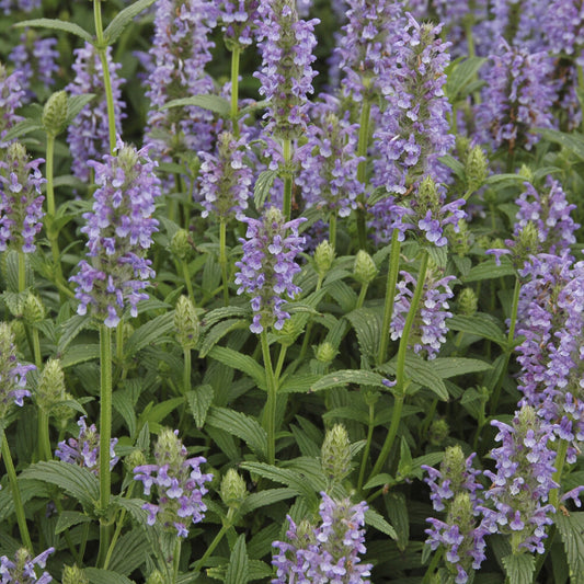 Nepeta nervurée - Bakker