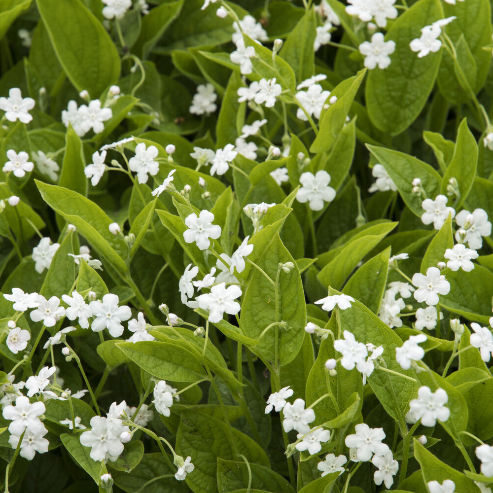 Petite bourrache Alba - Omphalodes verna Alba - Bakker