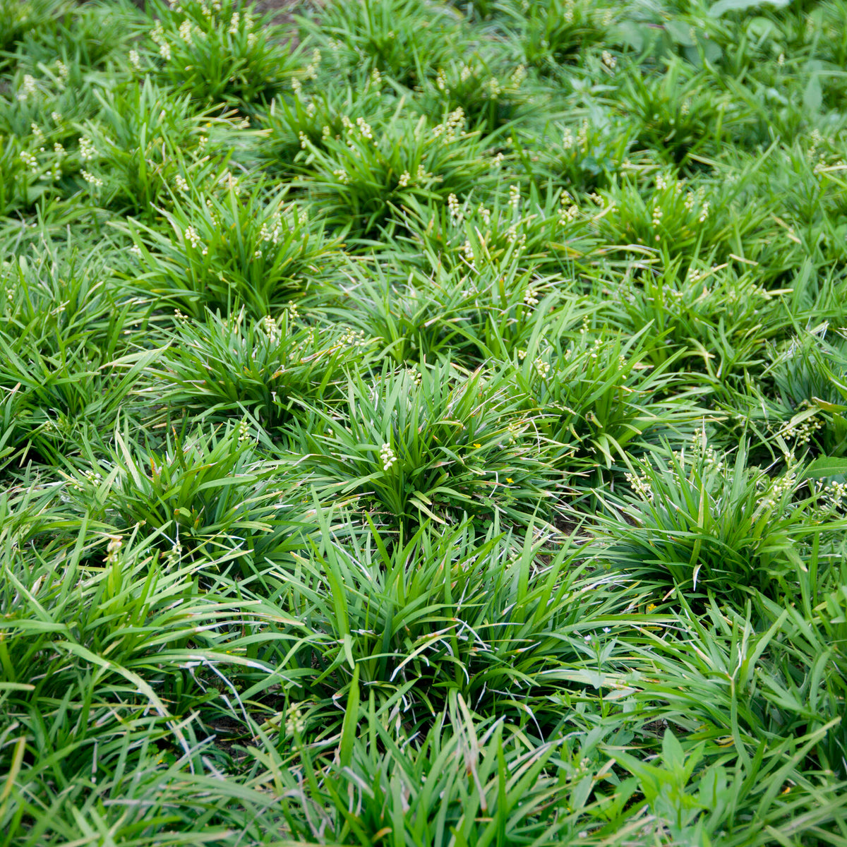Barbe de serpent - Ophiopogon planiscapus - Bakker