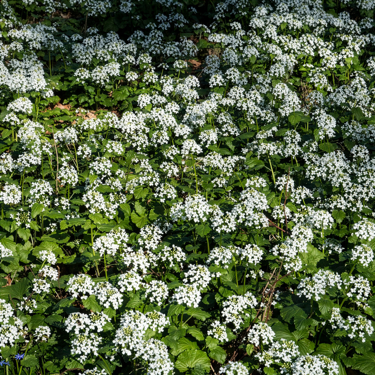 Vente Pachyphragma macrophyllum - Plantes vivaces