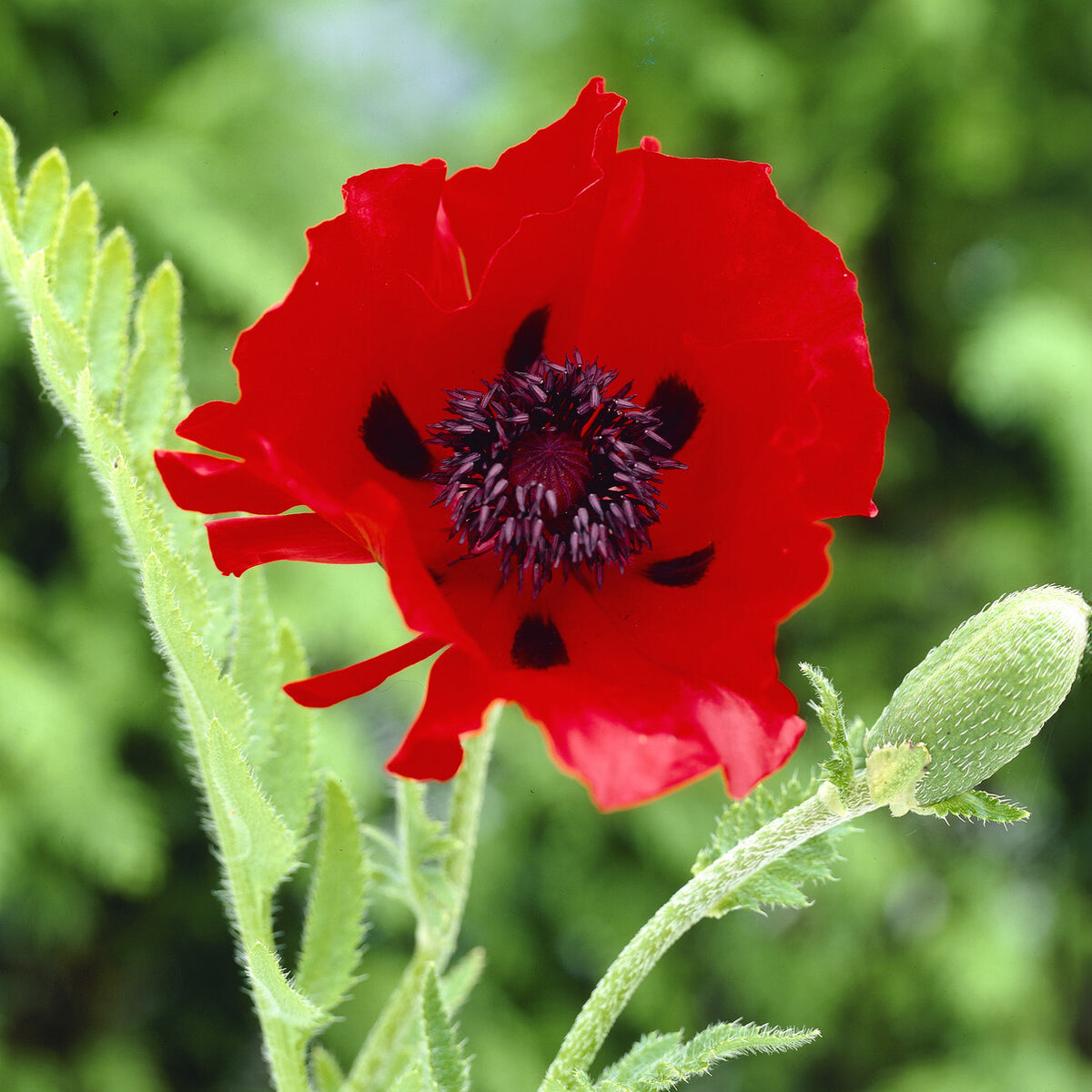 Pavot d'Orient Beauty Of Livermere - Bakker