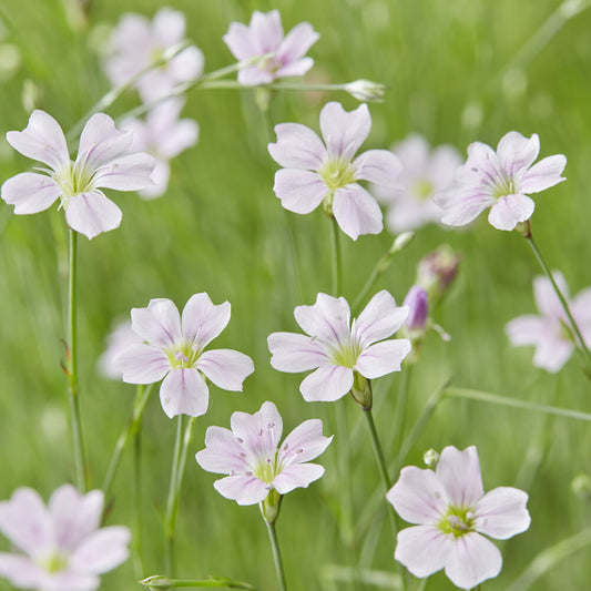 Œillets des rochers - Bakker