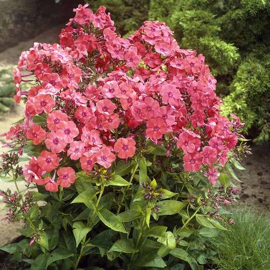 Phlox paniculé Orange Perfection - Bakker