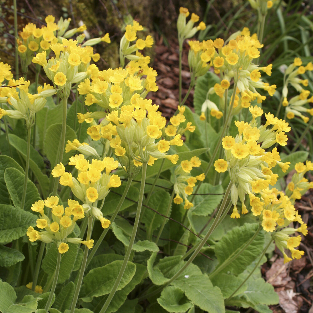 Primevère officinale Coucou - Primula veris - Bakker