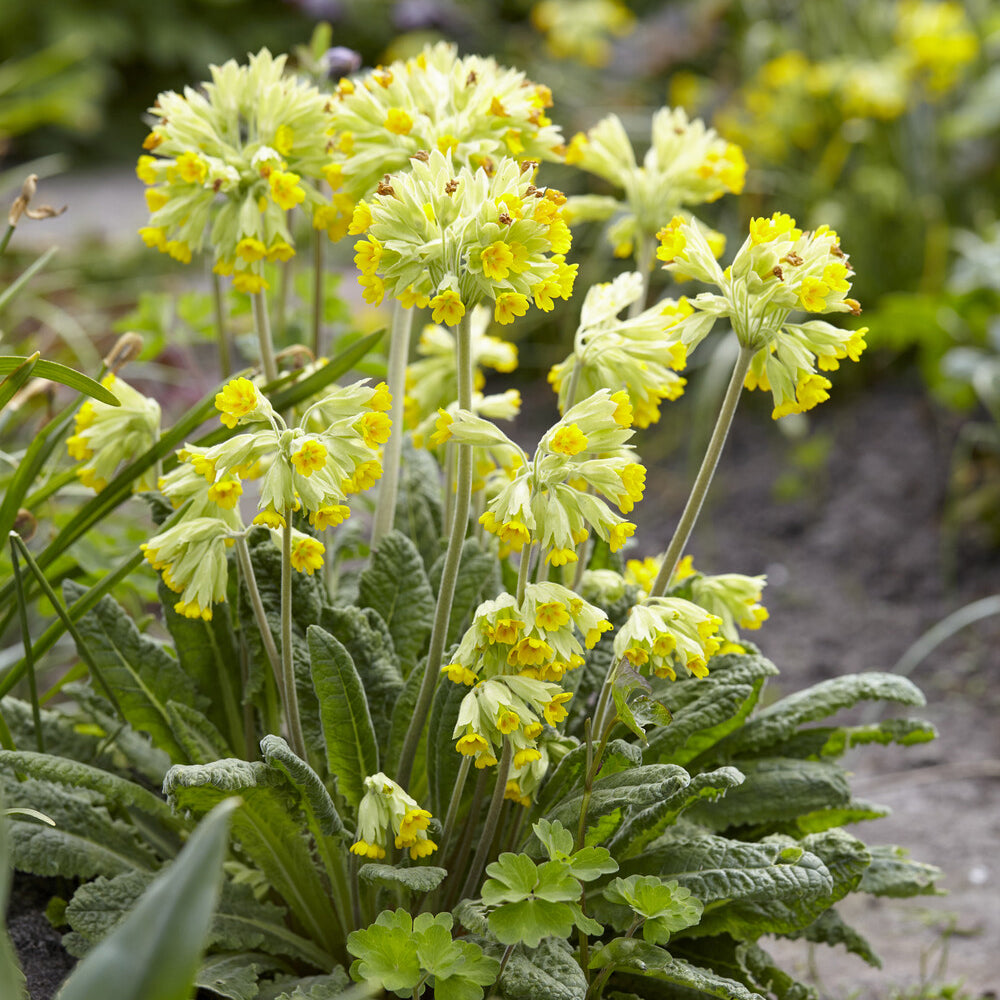 Plantes vivaces - Primevère officinale Coucou - Primula veris