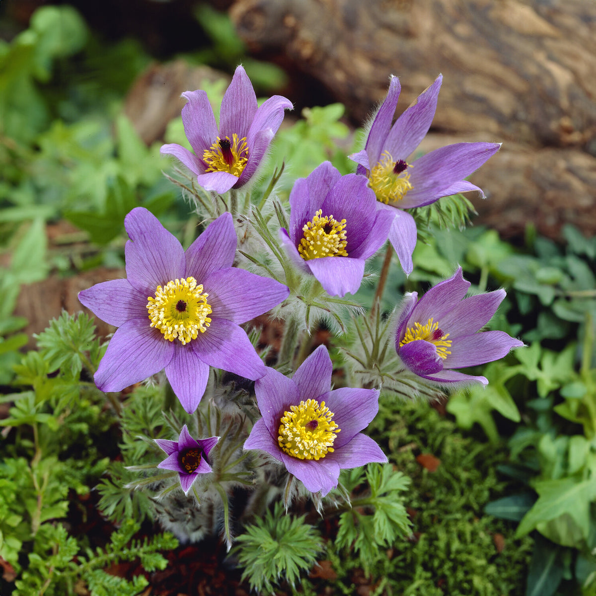 Pulsatilla vulgaris - Anémone pulsatille - Plantes vivaces