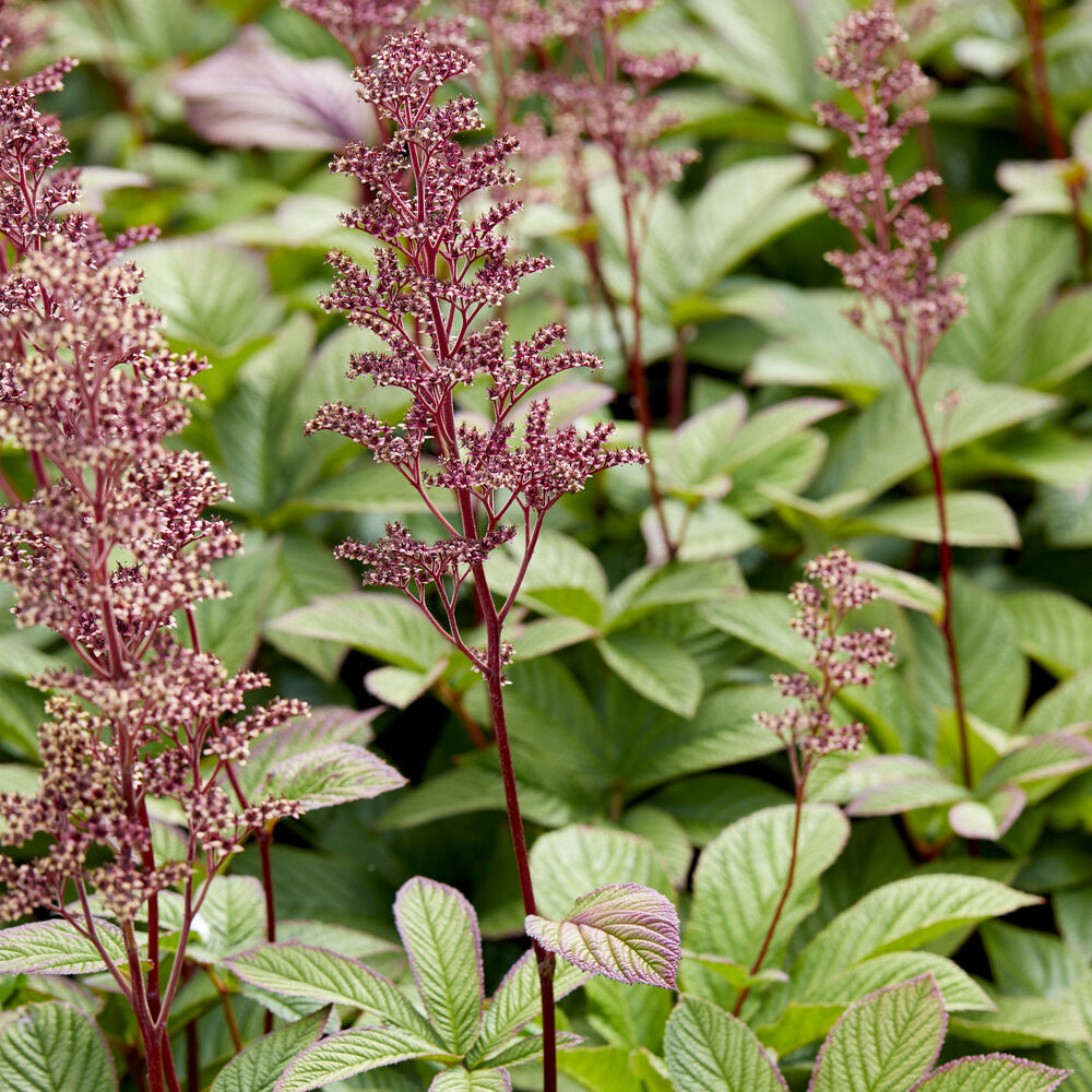 Rodgersia pinnata - Rodgersia pinnata - Bakker