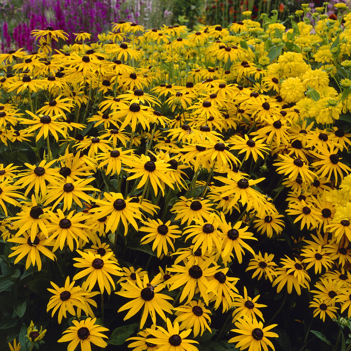Rudbeckia deamii - Rudbeckia fulgida deamii - Bakker
