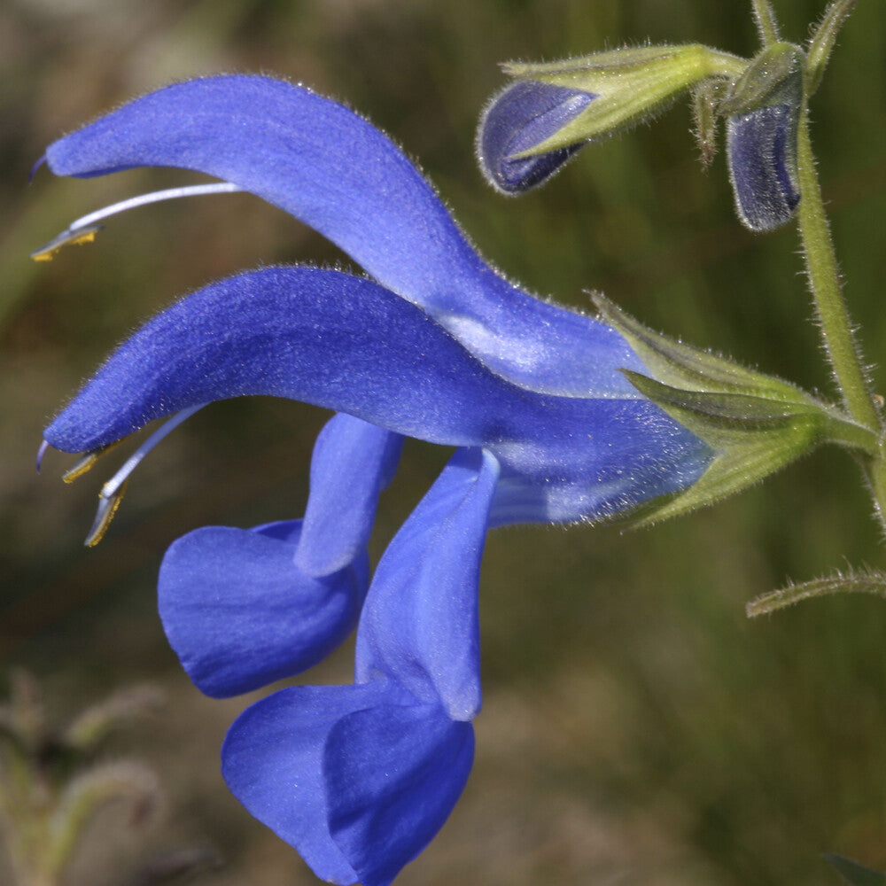 Salvia guaranitica Blue Enigma - Sauge Blue Enigma - Sauges