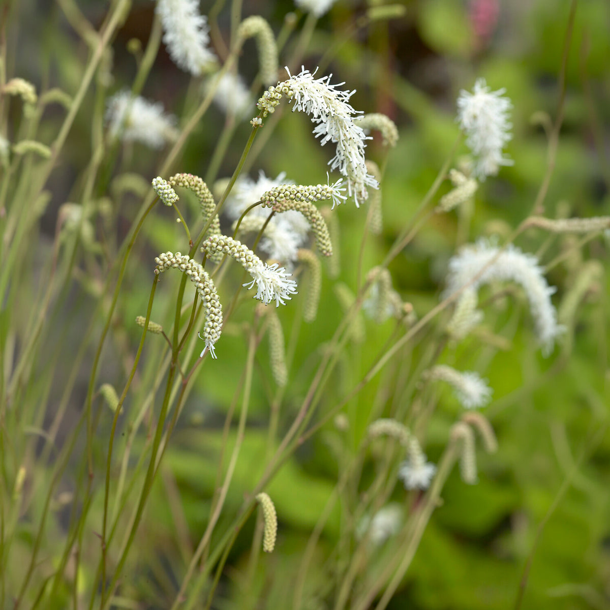 Vente Pimprenelle blanche - Sanguisorbe - Sanguisorba tenuifolia