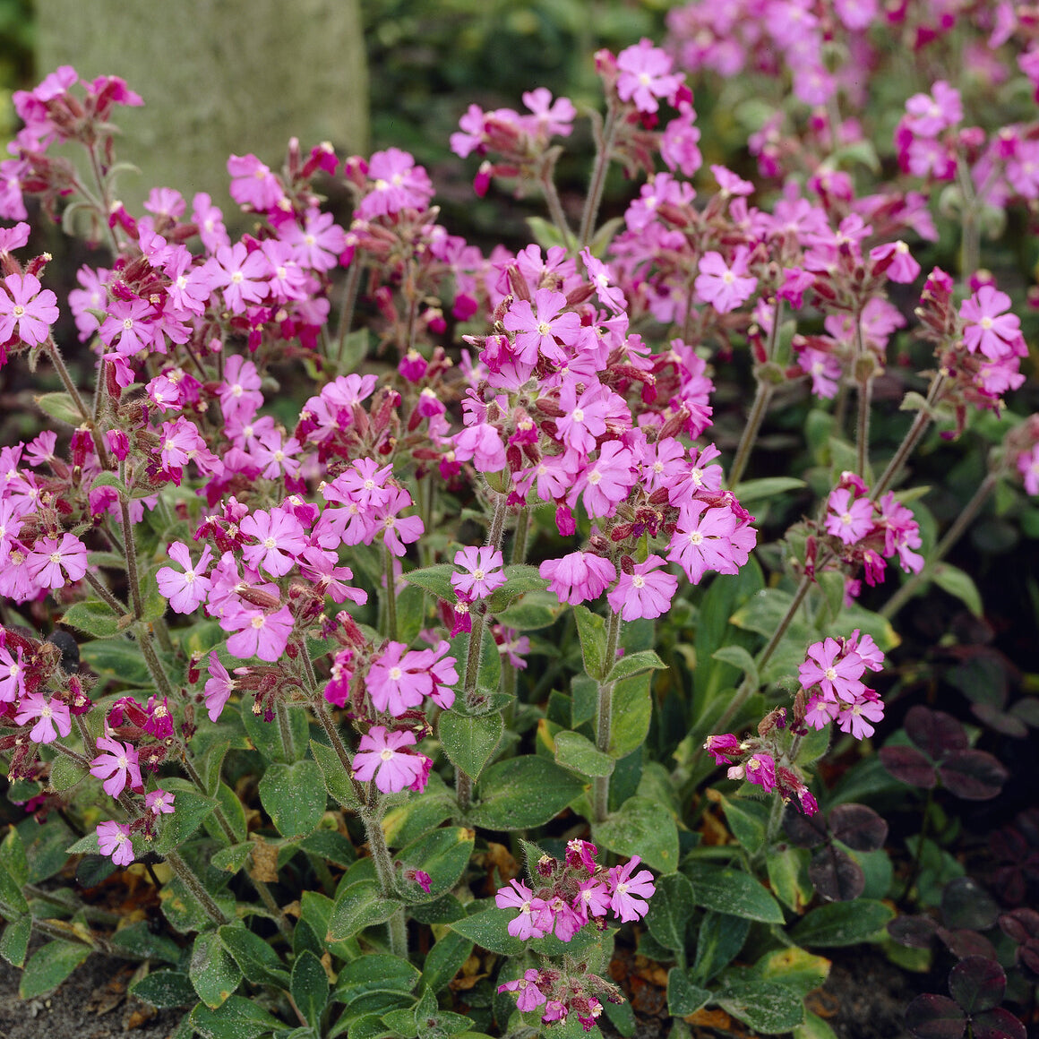 Silene dioica - Silène dioïque - Plantes vivaces
