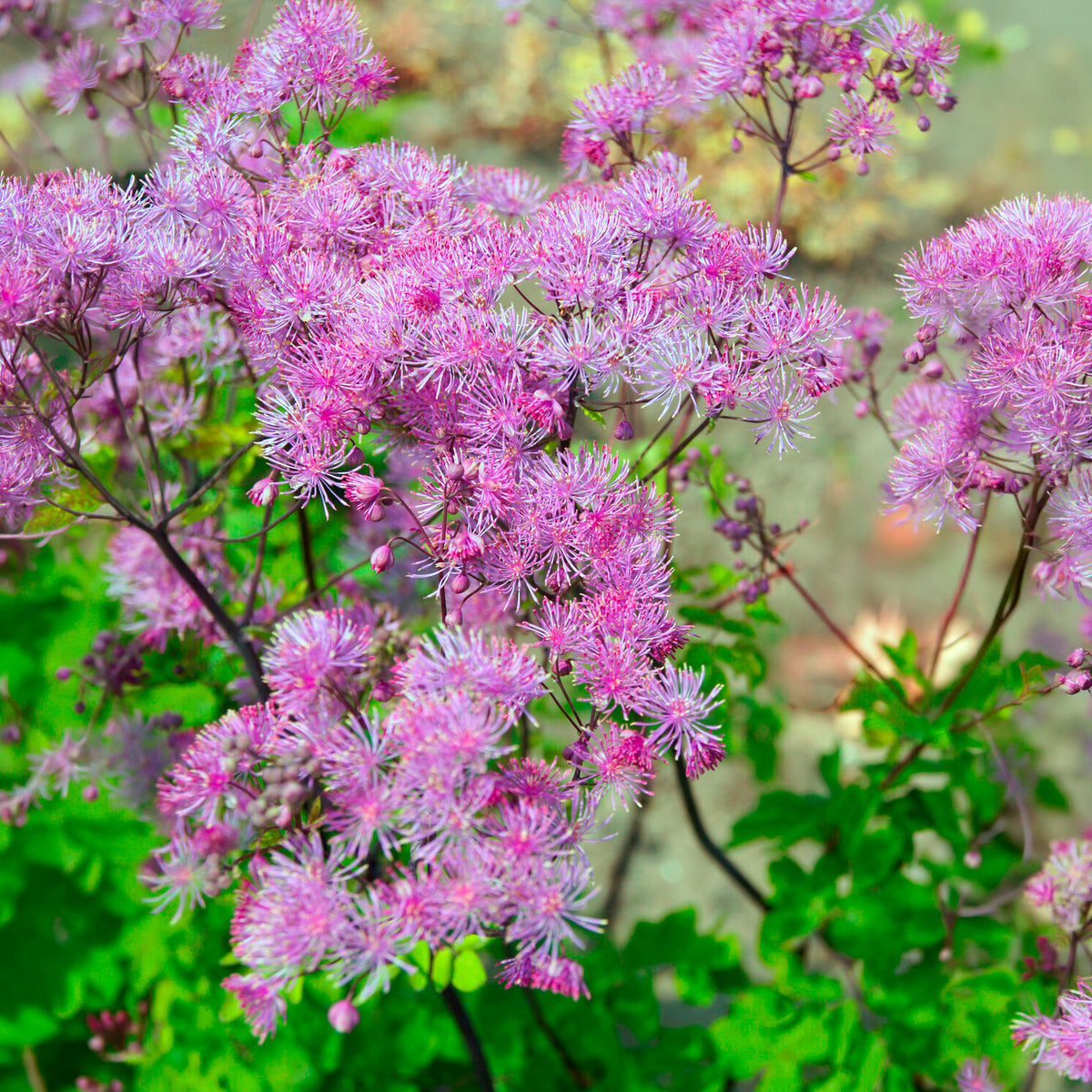 Pigamon Black Stockings - Thalictrum black stockings - Bakker