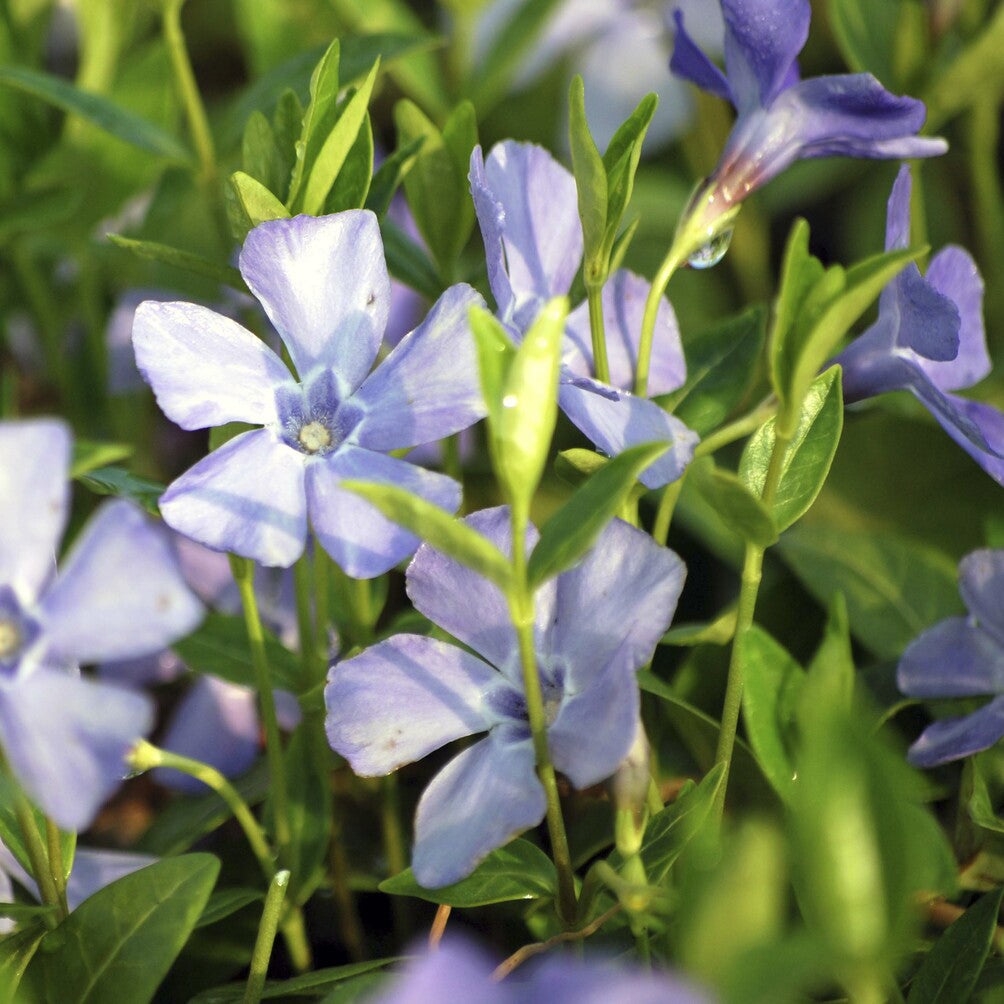 Petite pervenche La Grave - Bakker