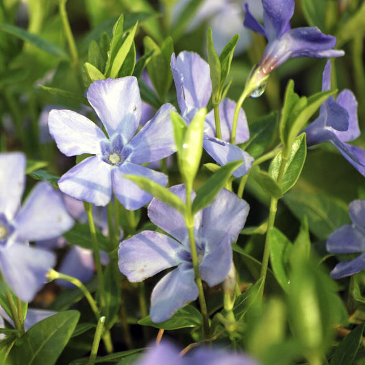 Petite pervenche La Grave - Bakker