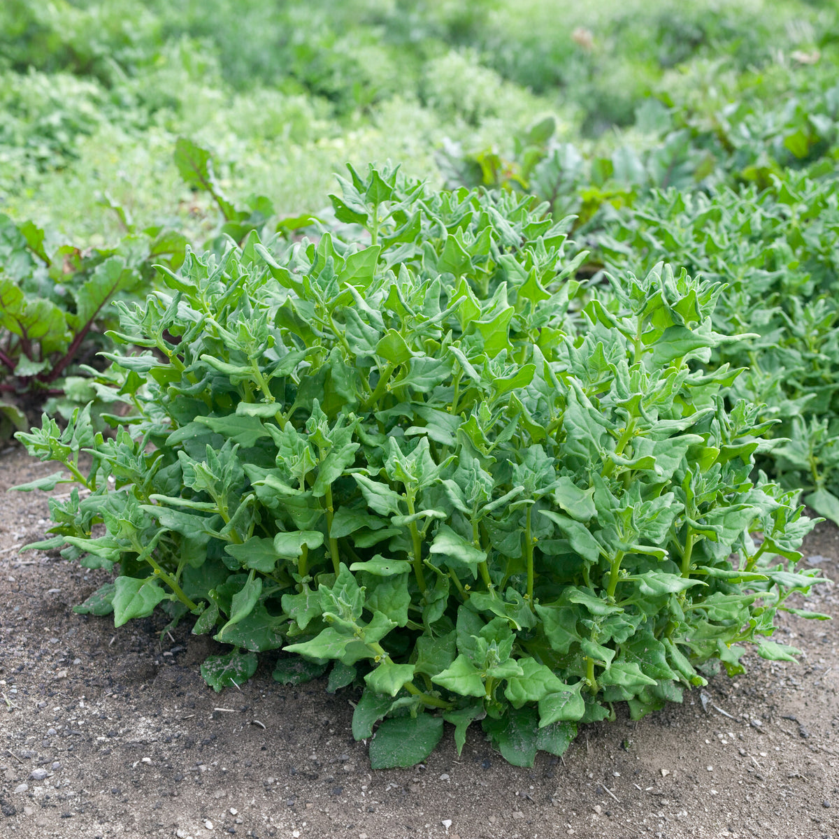 Tétragone cornue - Tetragonia tetragonioides - Bakker