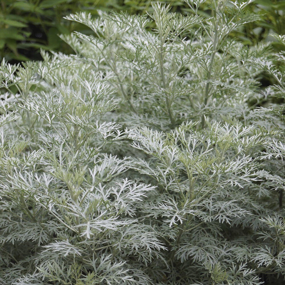 Artemisia arborescens Powis Castle - Armoise Powis Castle - Armoise