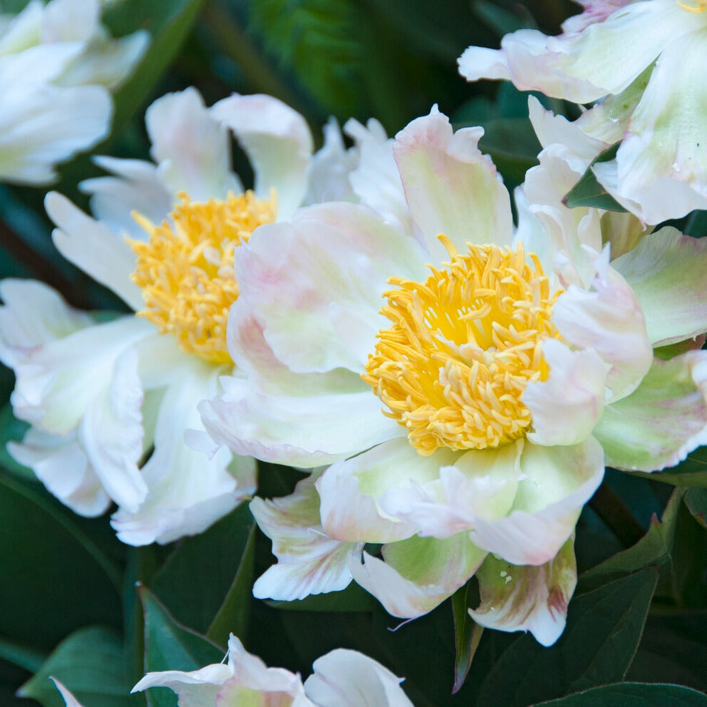 Pivoine Green Lotus - Paeonia lactiflora 'green lotus' - Bakker
