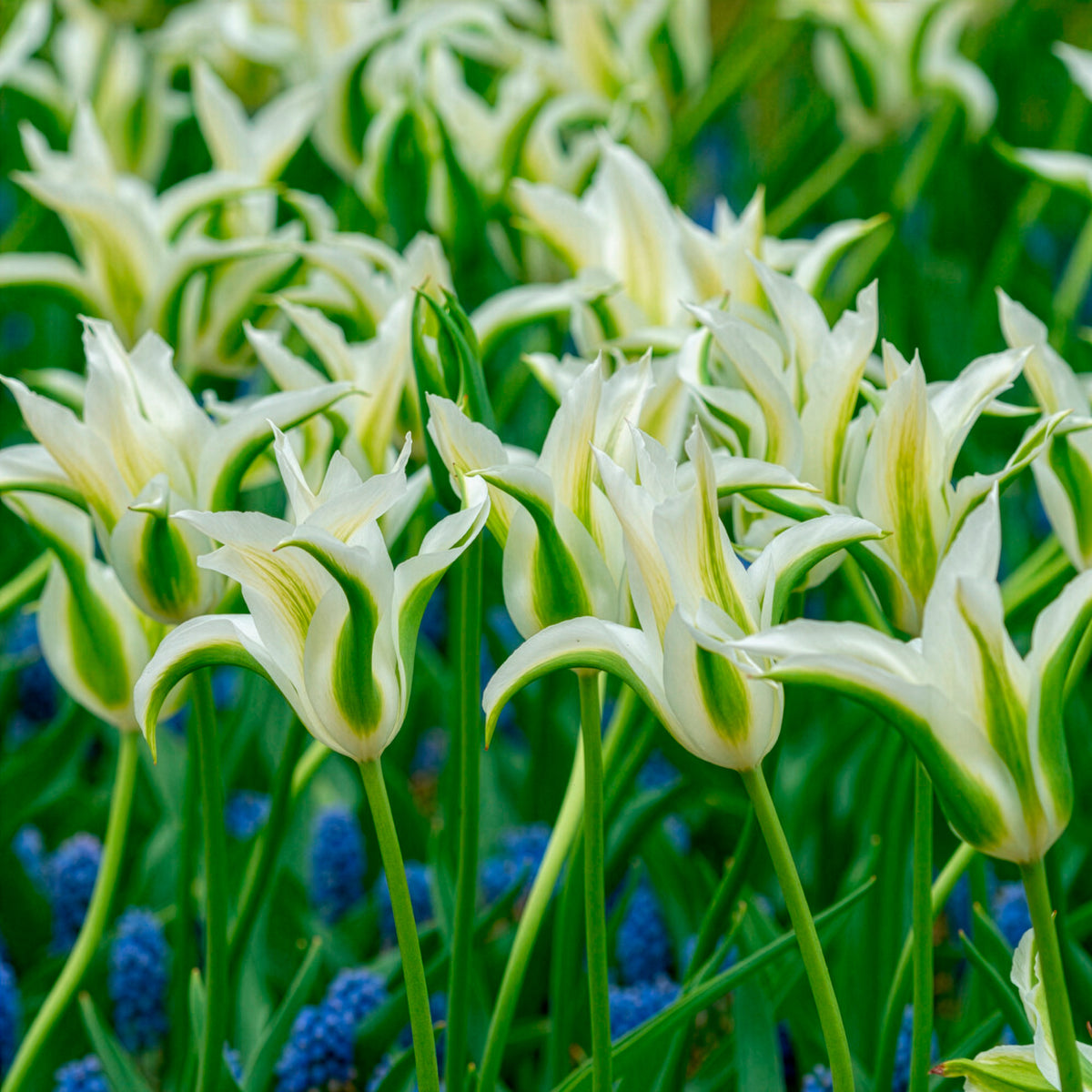 Vente 10 Tulipes à fleurs de lis Greenstar