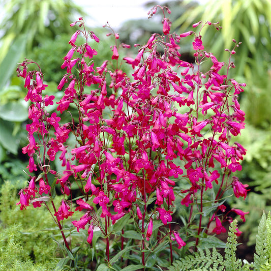 Galane Andenken an Friedrich Hahn - Penstemon - Bakker