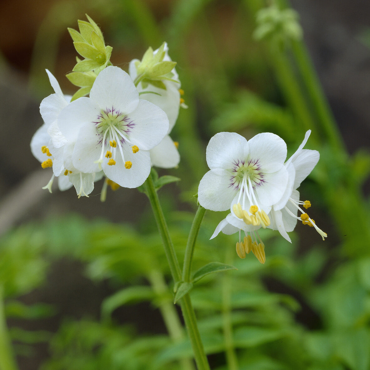 Valériane grecque blanche - Polemonium caeruleum Album - Bakker