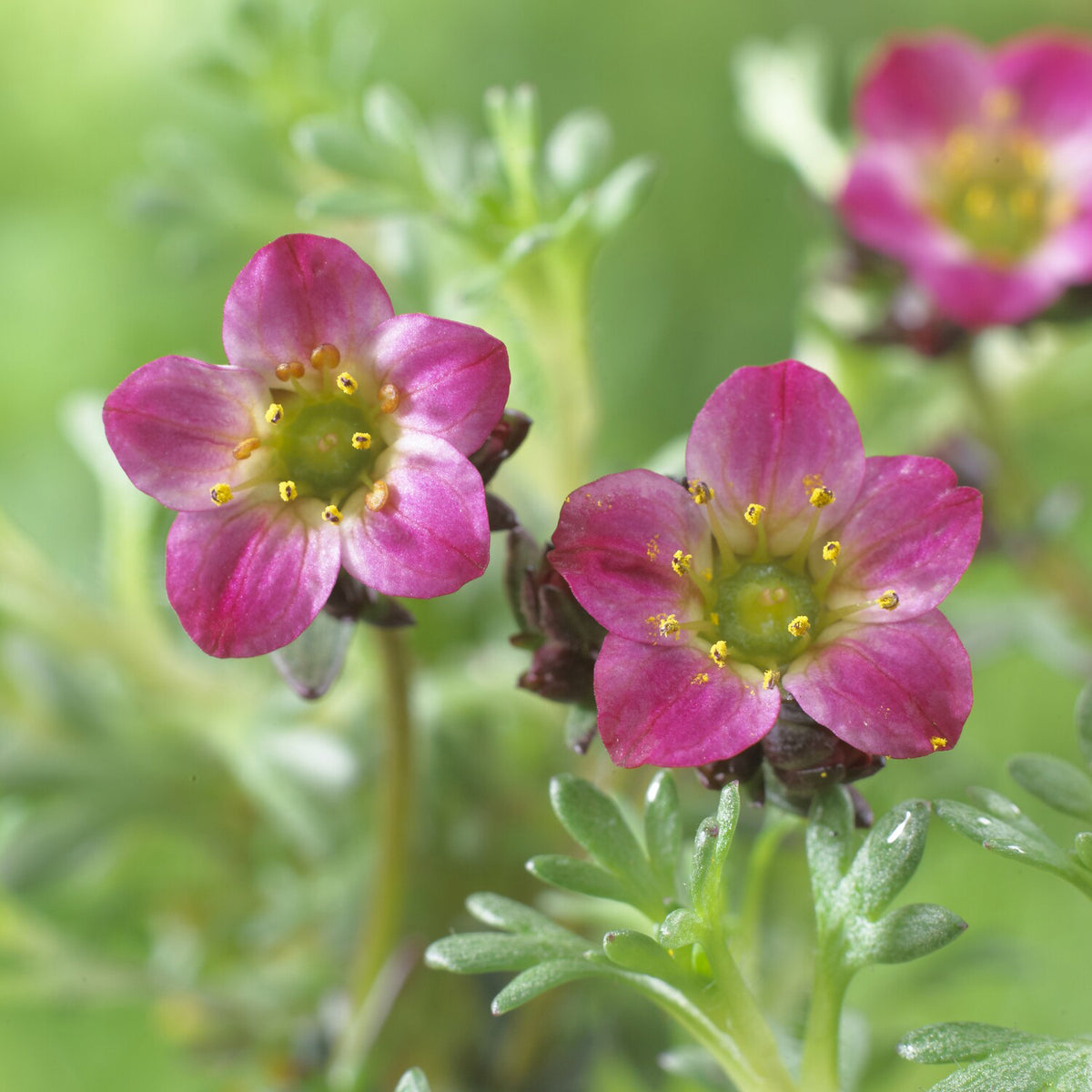Saxifrage mousse Peter Pan - Saxifraga arendsii Peter Pan - Bakker