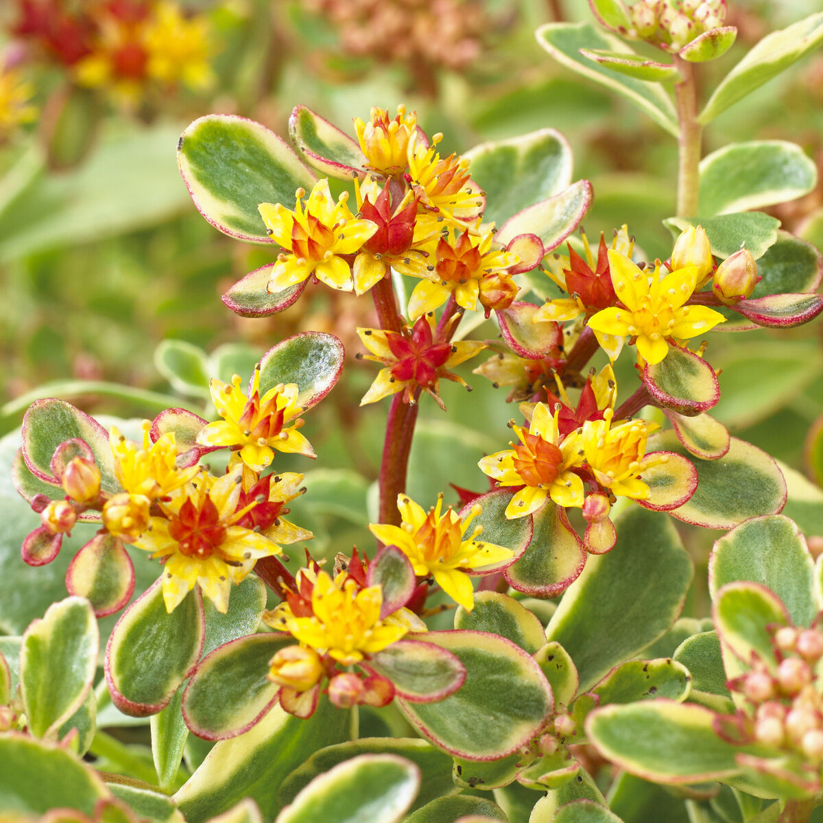 Sedum kamtschaticum Variegatum - Sedum du Kamtschaka panaché - Plantes vivaces