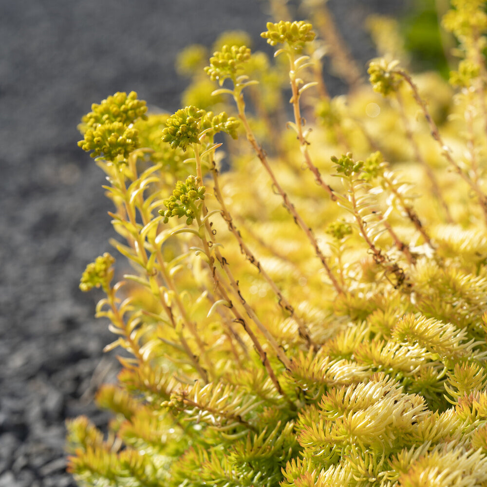 Vente Sedum des rochers Angelina - Sedum reflexum Angelina