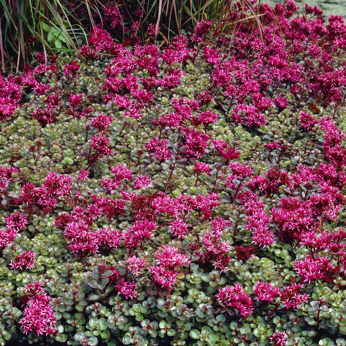 Vente 3 Vivaces tapissantes - Thymus serphyllum, Sedum acre , Sedum spurium