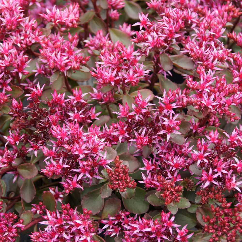 Sedum spurium Fuldaglut - Sedum spurium Fuldaglut - Plantes vivaces