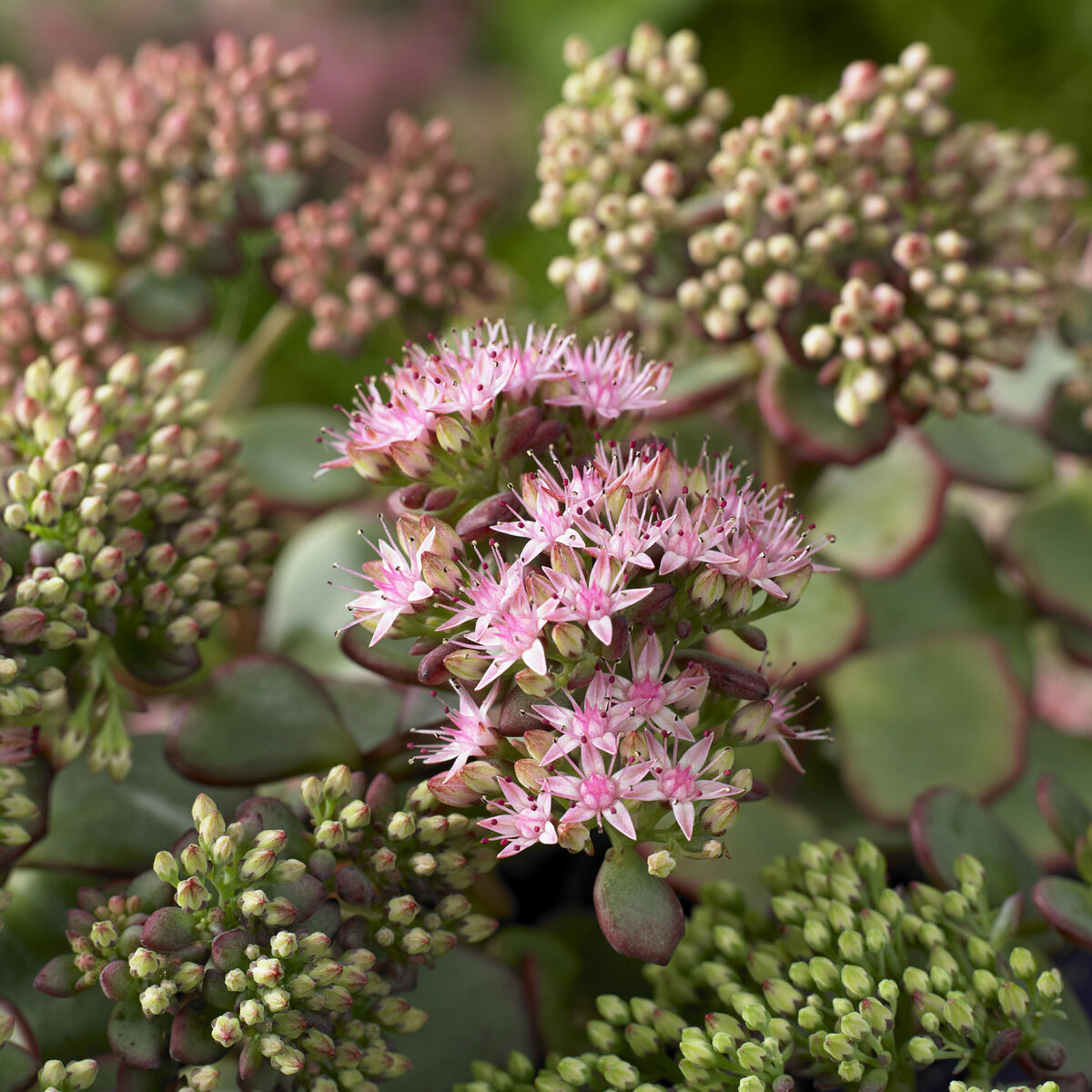 Sedum sieboldii - Sedum de Siebold - Sedum - Orpin